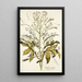 Crambe orientalis - Nikolaus Joseph Freiherr von Jacquin — gerahmtes Bild an der Wand