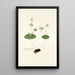 Crassula umbella - Nikolaus Joseph Freiherr von Jacquin — gerahmtes Bild an der Wand