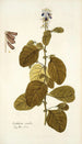 Crotalaria coerulea - Nikolaus Joseph Freiherr von Jacquin — Ansicht des Kunstwerks
