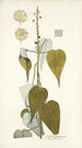 Croton pungens - Nikolaus Joseph Freiherr von Jacquin — Ansicht des Kunstwerks