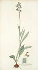 Cyanella orchidiformis - Nikolaus Joseph Freiherr von Jacquin — Ansicht des Kunstwerks