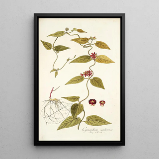 Nikolaus Joseph Freiherr von Jacquin - Cynanchum carolinense.webp