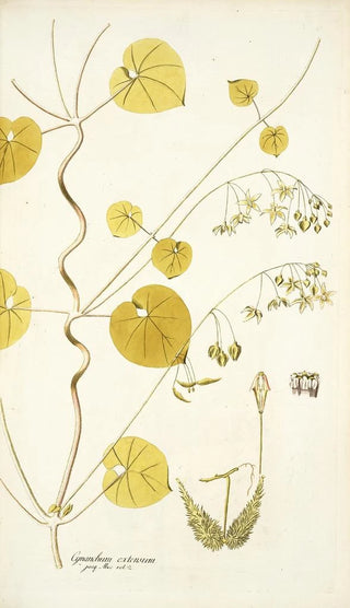 Nikolaus Joseph Freiherr von Jacquin - Cynanchum extensum.webp