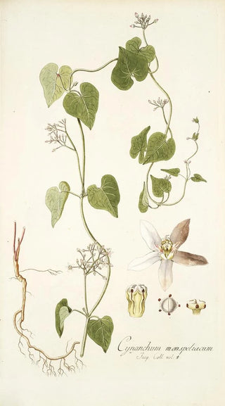 Nikolaus Joseph Freiherr von Jacquin - Cynanchum monspeliacum.webp