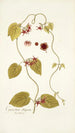 Cynanchum obliquum - Nikolaus Joseph Freiherr von Jacquin — Ansicht des Kunstwerks