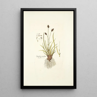 Nikolaus Joseph Freiherr von Jacquin - Cynosurus caruleus.webp