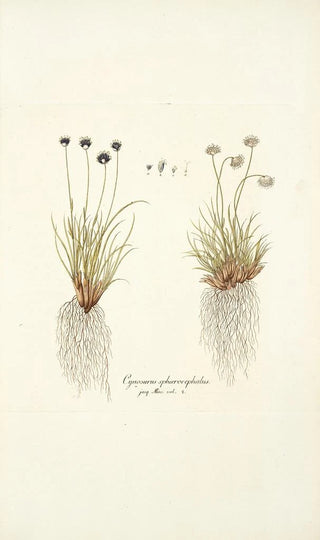 Nikolaus Joseph Freiherr von Jacquin - Cynosurus sphaerocephalus.webp