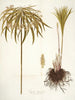 Cyperus alternifolius - Nikolaus Joseph Freiherr von Jacquin — Ansicht des Kunstwerks