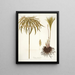 Cyperus alternifolius - Nikolaus Joseph Freiherr von Jacquin — gerahmtes Bild an der Wand