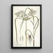 Cyperus distans - Nikolaus Joseph Freiherr von Jacquin — gerahmtes Bild an der Wand