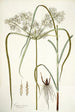 Cyperus distans - Nikolaus Joseph Freiherr von Jacquin — Ansicht des Kunstwerks