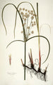 Cyperus longus - Nikolaus Joseph Freiherr von Jacquin — Ansicht des Kunstwerks