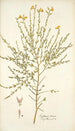 Cytisus tener - Nikolaus Joseph Freiherr von Jacquin — Ansicht des Kunstwerks