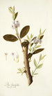 Dais laurifolia - Nikolaus Joseph Freiherr von Jacquin — Ansicht des Kunstwerks