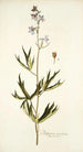 Delphinium urceolatum - Nikolaus Joseph Freiherr von Jacquin — Ansicht des Kunstwerks