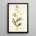 Delphinium urceolatum - Nikolaus Joseph Freiherr von Jacquin — gerahmtes Bild an der Wand