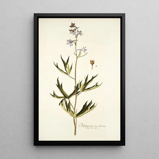 Nikolaus Joseph Freiherr von Jacquin - Delphinium urceolatum.webp