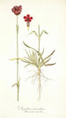 Dianthus atrorubens - Nikolaus Joseph Freiherr von Jacquin — Ansicht des Kunstwerks