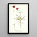 Dianthus atrorubens - Nikolaus Joseph Freiherr von Jacquin — gerahmtes Bild an der Wand