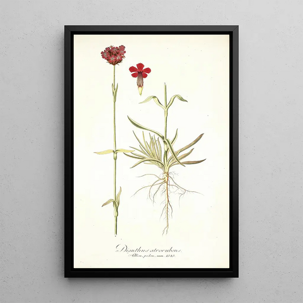 Nikolaus Joseph Freiherr von Jacquin - Dianthus atrorubens.webp