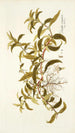 Diodia virginica - Nikolaus Joseph Freiherr von Jacquin — Ansicht des Kunstwerks