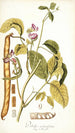 Dolichos acinaciformis - Nikolaus Joseph Freiherr von Jacquin — Ansicht des Kunstwerks