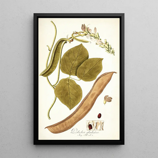 Nikolaus Joseph Freiherr von Jacquin - Dolichos gladiaius.webp