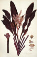 Dracaena terminalis - Nikolaus Joseph Freiherr von Jacquin — Ansicht des Kunstwerks