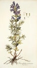 Dracocephalum austriacum - Nikolaus Joseph Freiherr von Jacquin — Ansicht des Kunstwerks