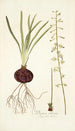 Drimia ciliaris - Nikolaus Joseph Freiherr von Jacquin — Ansicht des Kunstwerks