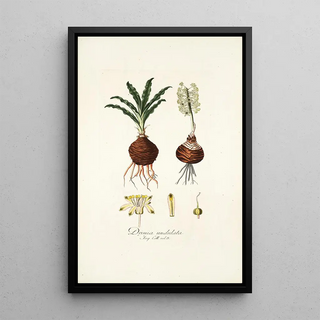 Nikolaus Joseph Freiherr von Jacquin - Drimia undulata.webp