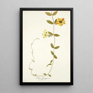 Nikolaus Joseph Freiherr von Jacquin - Echites domingensis.webp