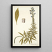 Echium candicans - Nikolaus Joseph Freiherr von Jacquin — gerahmtes Bild an der Wand