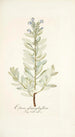Echium glaucophyllum - Nikolaus Joseph Freiherr von Jacquin — Ansicht des Kunstwerks