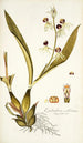Epidendrum cochleatum - Nikolaus Joseph Freiherr von Jacquin — Ansicht des Kunstwerks