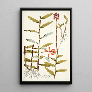 Nikolaus Joseph Freiherr von Jacquin - Epidendrum elongatum.webp