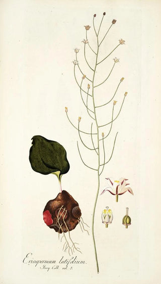 Nikolaus Joseph Freiherr von Jacquin - Eriospermum latifolium.webp