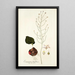 Eriospermum latifolium - Nikolaus Joseph Freiherr von Jacquin — gerahmtes Bild an der Wand