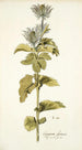 Eryngium alpinum - Nikolaus Joseph Freiherr von Jacquin — Ansicht des Kunstwerks
