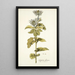 Eryngium alpinum - Nikolaus Joseph Freiherr von Jacquin — gerahmtes Bild an der Wand
