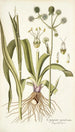 Eryngium aquaticum - Nikolaus Joseph Freiherr von Jacquin — Ansicht des Kunstwerks
