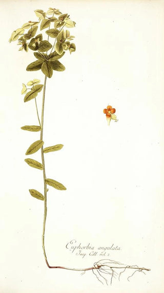 Nikolaus Joseph Freiherr von Jacquin - Euphorbia angulata.webp
