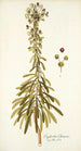 Euphorbia characias - Nikolaus Joseph Freiherr von Jacquin — Ansicht des Kunstwerks