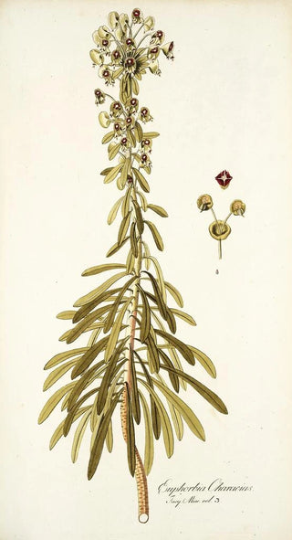 Nikolaus Joseph Freiherr von Jacquin - Euphorbia characias.webp