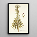 Euphorbia characias - Nikolaus Joseph Freiherr von Jacquin — gerahmtes Bild an der Wand