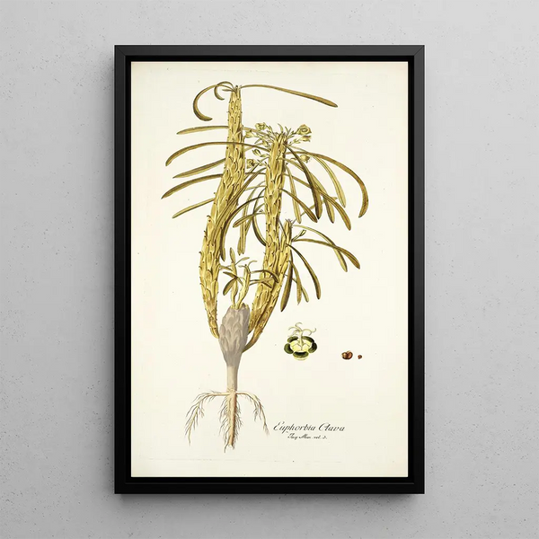 Nikolaus Joseph Freiherr von Jacquin - Euphorbia clava.webp