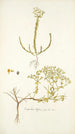 Euphorbia diffusa - Nikolaus Joseph Freiherr von Jacquin — Ansicht des Kunstwerks