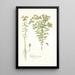 Euphorbia literata - Nikolaus Joseph Freiherr von Jacquin — gerahmtes Bild an der Wand