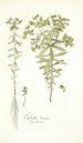 Euphorbia literata - Nikolaus Joseph Freiherr von Jacquin — Ansicht des Kunstwerks