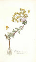 Euphorbia nicaeensis - Nikolaus Joseph Freiherr von Jacquin — Ansicht des Kunstwerks